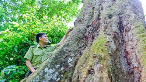 Thanh Hóa: Vén màn bí ẩn cây lim xanh 700 tuổi duy nhất còn sót lại ở 'thủ phủ' này