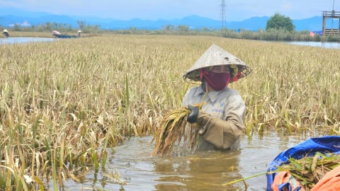 Quảng Trị ban hành chính sách hỗ trợ 'đặc biệt', nông dân bị thiệt hại do thiên tai được đền bù tới 60 triệu đồng/ha