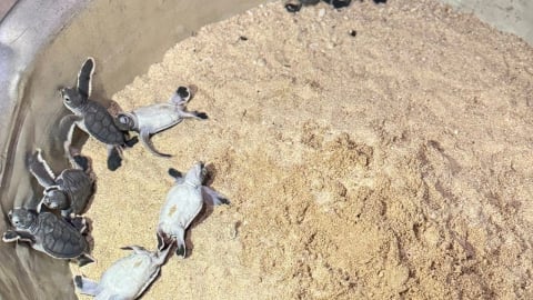 Khoảnh khắc 12 chú rùa con 'đội' cát chào đời trên bãi biển Cù Lao Xanh 