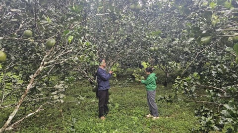 Gia Lai: Giảm nghèo là 'chìa khóa' mở cánh cửa Nông thôn mới