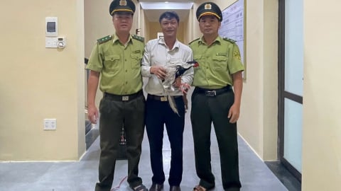 Bắt được gà lôi trắng quý hiếm “đi lạc” vào công viên nước, một người dân ở Huế giao nộp ngay cơ quan chức năng 