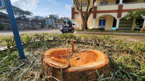 40 triệu đồng cho hành vi 'tiền trảm hậu tấu', cưa hạ cây xanh rồi mới báo cáo