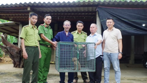 Hành động đẹp ở Huế: Người dân tự nguyện trao trả khỉ đuôi lợn quý hiếm về với đại ngàn