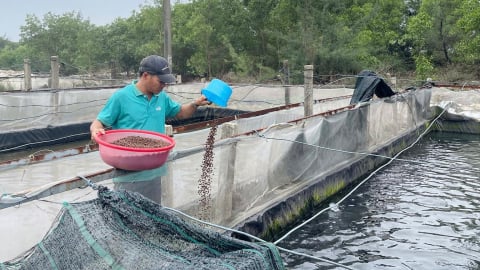 Làm giàu trên cát: Bí quyết từ trang trại tuần hoàn của nông dân Ngô Thế Biên