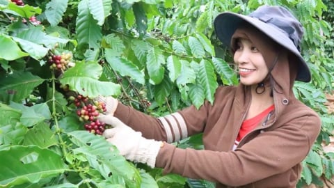 Cà phê Buôn Ma Thuột và chiến lược 2030: Vượt rào cản EU, nâng tầm chỉ dẫn địa lý