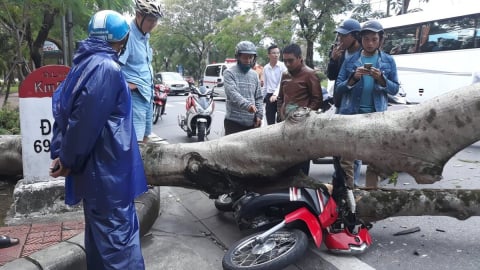 Mùa mưa bão cận kề, Huế tổng 'khám sức khỏe' cho toàn bộ cây xanh