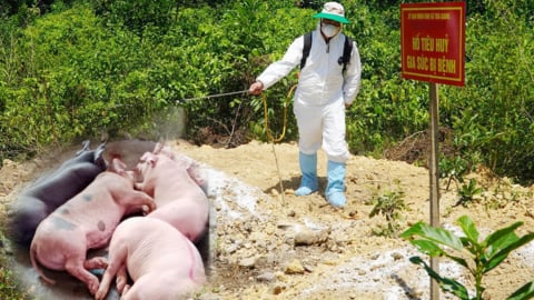 Hơn 70.000 con lợn ở Quảng Ngãi bị tiêu hủy vì dịch tả Châu Phi trong gần 2 tháng