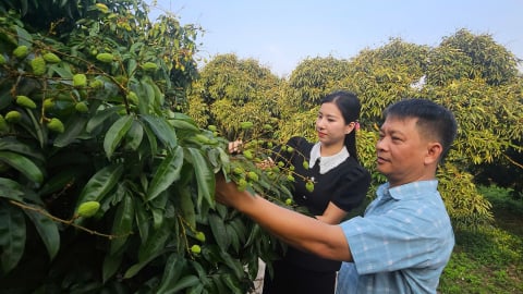 'Thủ phủ vải sớm' Phúc Hòa sau sáp nhập: Quyết tâm trở thành 'miền quê đáng sống'