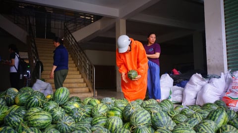 Ấm lòng ngày mưa bão: Cán bộ, thanh niên Đà Nẵng xuống đồng gặt dưa, bán giúp dân