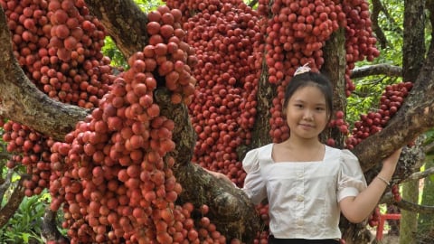Khám phá vườn dâu da đỏ độc nhất vô nhị ở Gia Lai