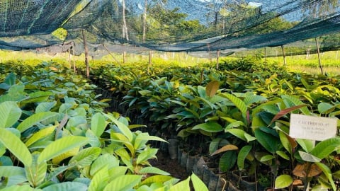 'Giải mã' bí quyết cứu sống loài cây Sách đỏ sắp tuyệt chủng