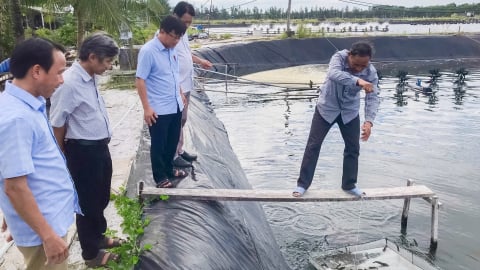 Nông dân Vinh Lộc 'bắt' tiền tỷ dưới ao: Nuôi cá đặc sản, thắp sáng cả vùng quê