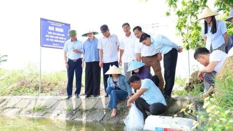 Thả nuôi hơn 10 vạn giống tôm càng xanh theo tiêu chuẩn VietGAP tại một xã ở Hà Tĩnh