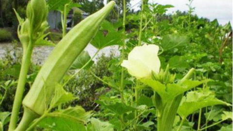 Những lợi ích khi ăn đậu bắp thường xuyên