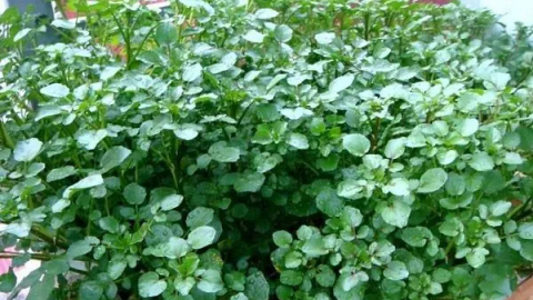 Những lợi ích của rau cải xoong