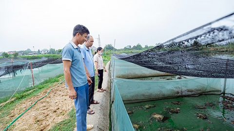 Nuôi ếch kết hợp thả cá rô đồng mang lại hiệu quả kinh tế cao