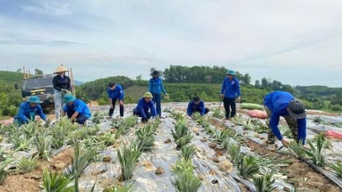 Cây dứa bén rễ trên vùng đất Vũ Quang