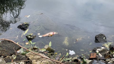 Công viên Võ Thị Sáu xuống cấp, nhếch nhác, hồ ô nhiễm