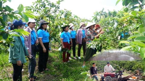Khi cả làng làm OCOP: Từ thịt heo gác bếp đến tinh dầu sả, nông dân vùng biên Quảng Ngãi tự tin làm giàu