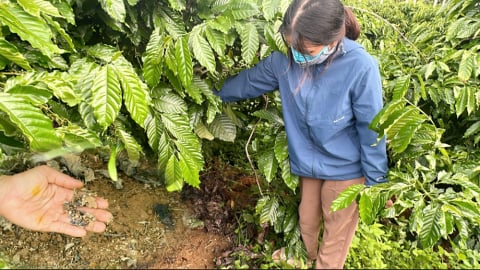Vụ phân bón 'không tan' ở Quảng Ngãi: Quản lý thị trường vào cuộc, lấy mẫu giám định, chờ kết quả cuối cùng