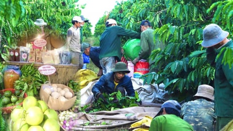Hành trình giành lại 'ngôi vương' OCOP 5 sao của thủ phủ cà phê Đăk Hà