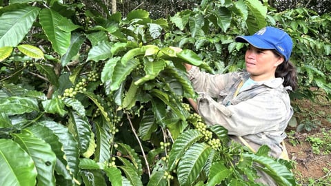 Hồi sinh trên vùng đất phên dậu: Xã biên giới Sa Loong (Kon Tum) và khát vọng 140 triệu đồng/ha