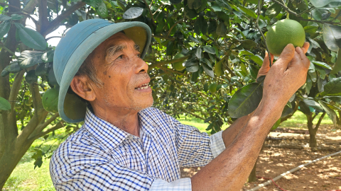Ông nông dân Bế Văn Mai chuyển từ trồng cao su sang cam, tiêu và lãi lớn