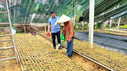 Gặp gỡ người phụ nữ cung cấp 50.000 cây dó trầm giống cho cả vùng miền núi Hà Tĩnh