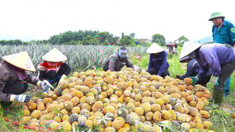 Mùa 'vàng' đầu tiên trên 'vùng đất lửa' Kỳ Hoa, nơi từng chỉ biết có sắn, keo nay cho dứa ngọt trĩu cây