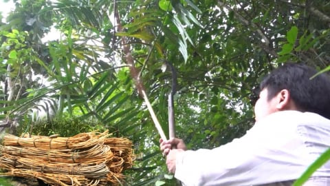 Quảng Ngãi: Người dân xã Đặng Thùy Trâm làm giàu nhờ trồng mây dưới tán rừng