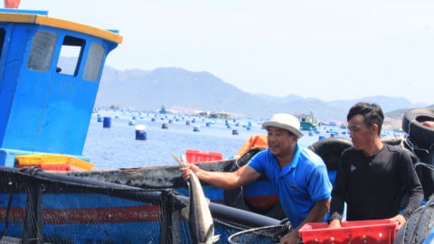 Không chỉ là câu chuyện Nông thôn mới: Nam Cam Ranh đặt mục tiêu trở thành phường vào năm 2030