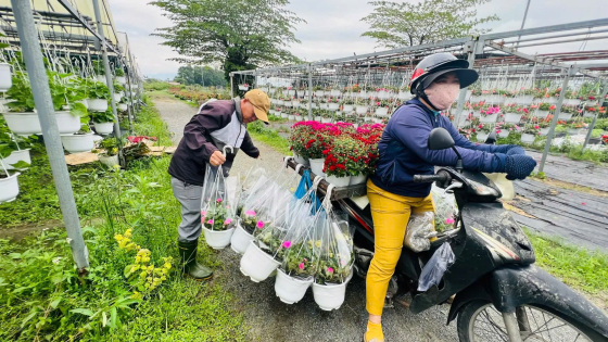 Rộn ràng 'thủ phủ' hoa Dương Sơn vào vụ, chờ đợi mùa Tết khởi sắc