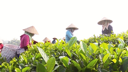 Thu nhập tăng nhờ trồng chè theo hướng hữu cơ, an toàn