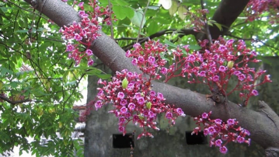 Những tác dụng của hoa khế                                 
