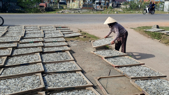 Tất bật nghề hấp cá, phơi khô ở Quảng Trị