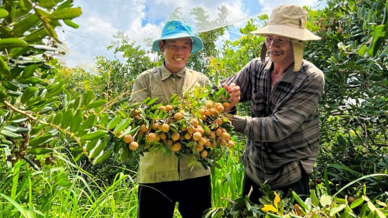 Hội Nông dân huyện Xuyên Mộc tập huấn mô hình trồng nhãn theo VietGAP nâng cao lợi nhuận