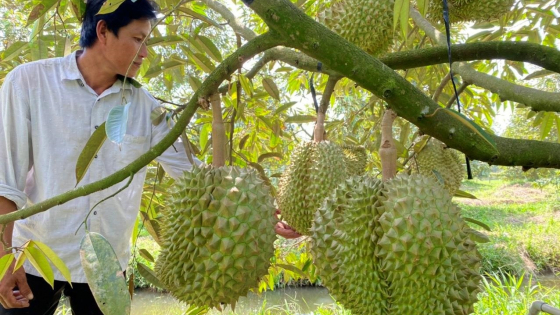 Phát triển các vùng trồng sầu riêng được đăng ký nhãn hiệu