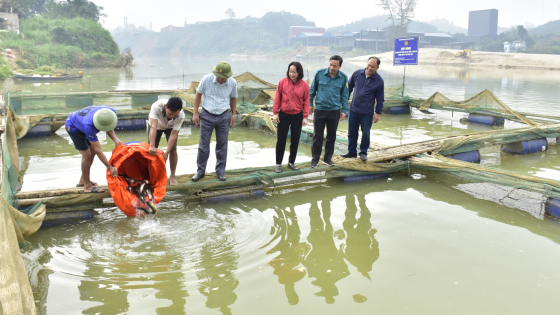 Lào Cai: Hỗ trợ hơn 1 tấn cá giống giúp nông dân khôi phục sản xuất sau bão Yagi