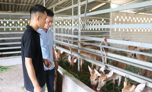 Hà Tĩnh: Hiệu quả “nhìn thấy được” từ những mô hình kinh tế tập thể