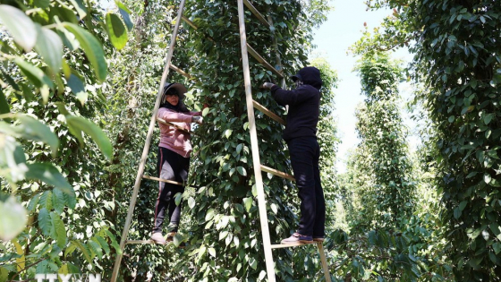 Hoa Kỳ là thị trường xuất khẩu lớn nhất của hồ tiêu Việt Nam 