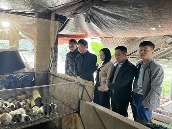 \'Luồng gió\' mới trong phát triển kinh tế với chồn nhung