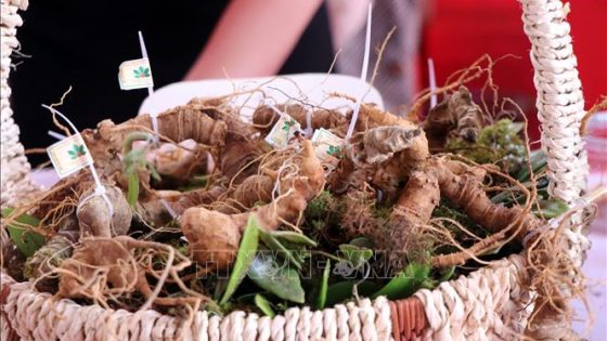 Bảo vệ, xây dựng thương hiệu cho sâm Việt