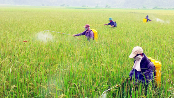 Thuốc bảo vệ thực vật bị cấm sử dụng tại Việt Nam 