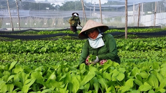 Thông tư hướng dẫn cơ chế quản lý tài chính của Quỹ Hỗ trợ nông dân