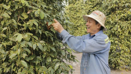 Vụ tiêu sản lượng giảm, nông dân vẫn có lãi