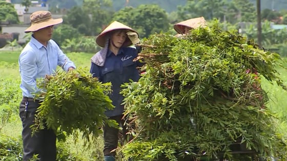 Bí quyết của nông dân Ninh Bình biến lá cây thành tinh dầu, xà bông cao cấp, thu tiền tỷ