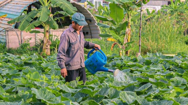 Liệu có thể làm nông nghiệp giữa một thành phố lớn? Câu trả lời bất ngờ từ Đà Nẵng