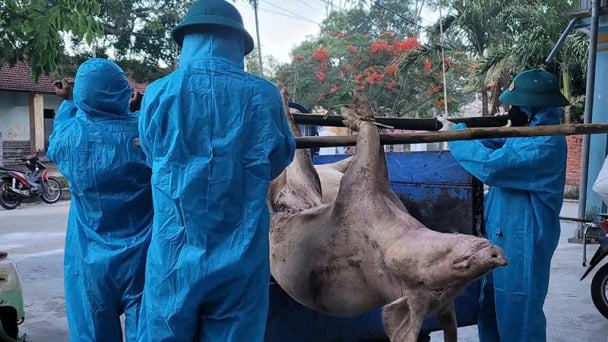 Giữa 'bão dịch' tả lợn Châu Phi, Chủ tịch xã ở Đà Nẵng gửi tâm thư động viên nông dân