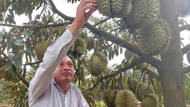 Trái sầu riêng 'hóa đắng', nhà vườn Gia Lai 'khóc ròng' vì mưa làm sượng cơm, thương lái ép giá