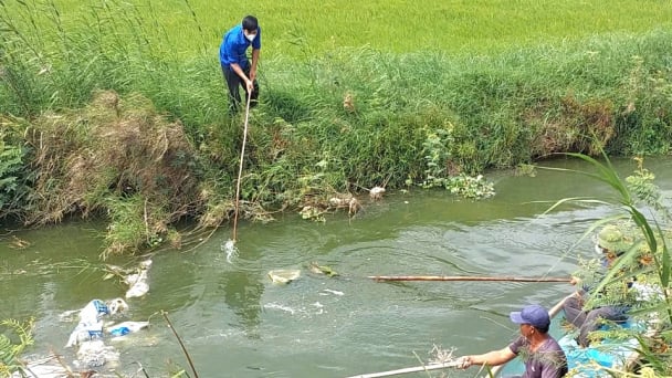 Quảng Trị: Chính quyền xã 'chạy đua' vớt 50 xác lợn chết khỏi kênh để ngăn thảm họa môi trường